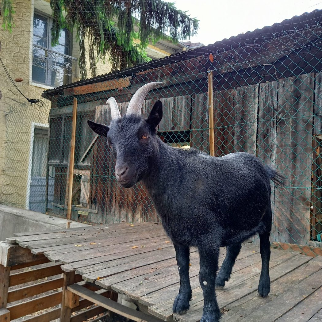 Ferme Caillard 1
